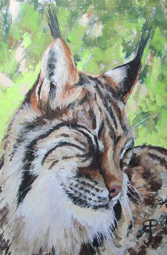 an animal portrait in pastel of a European Lynx